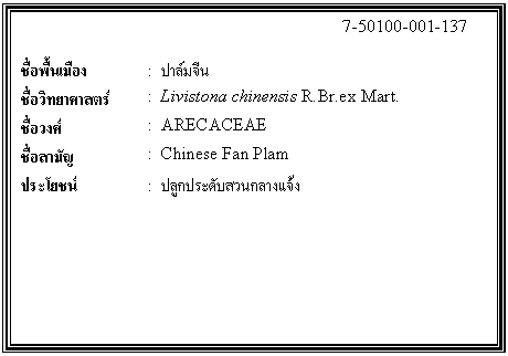 กล่องข้อความ: 7-50100-001-137 ชื่อพื้นเมือง : ปาล์มจีน ชื่อวิทยาศาสตร์ : Livistona chinensis R.Br.ex Mart. ชื่อวงศ์ : ARECACEAE ชื่อสามัญ : Chinese Fan Plam ประโยชน์ : ปลูกประดับสวนกลางแจ้ง